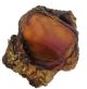 JONES Beef Knee Cap