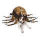 Zack & Zoey Fuzzy Tarantula Costumes L
