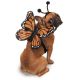 Zack & Zoey Butterfly Glow Wings Harness Costumes XL